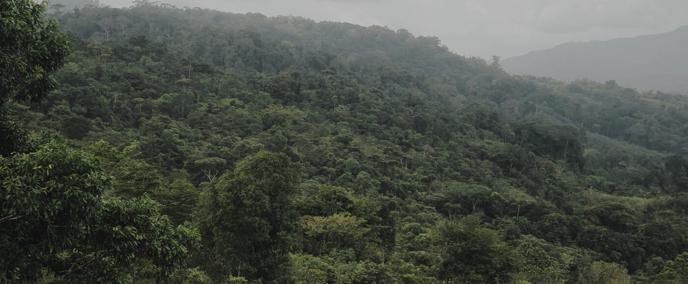 Futuro Forestal