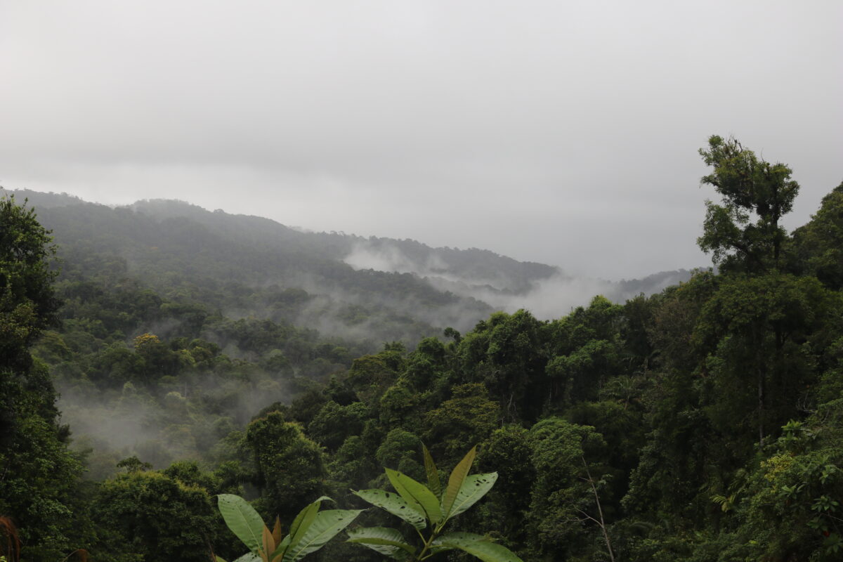 Futuro Forestal