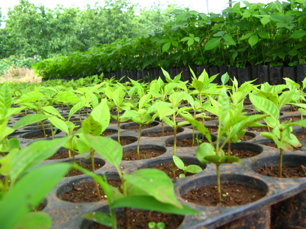 Futuro Forestal
