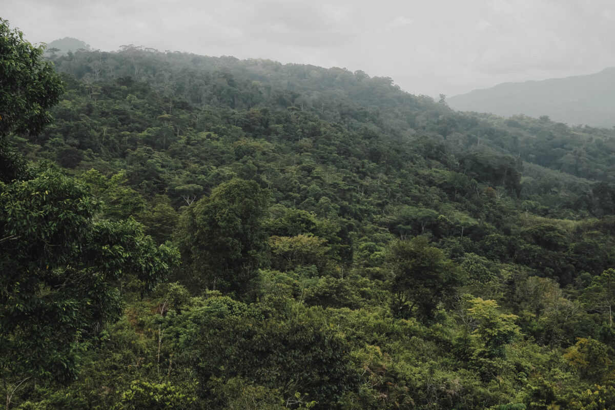 Futuro Forestal