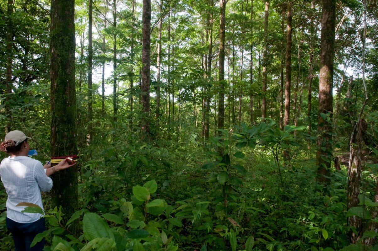 Futuro Forestal