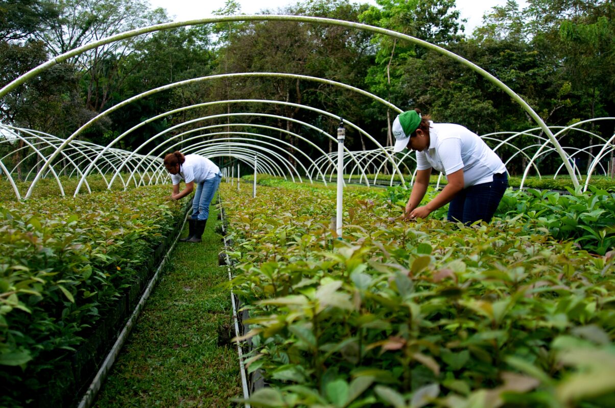 Futuro Forestal