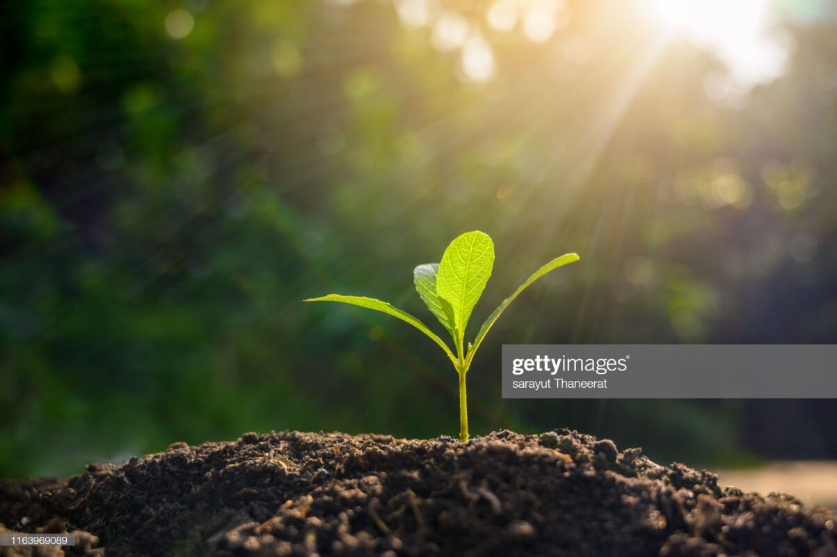 Futuro Forestal
