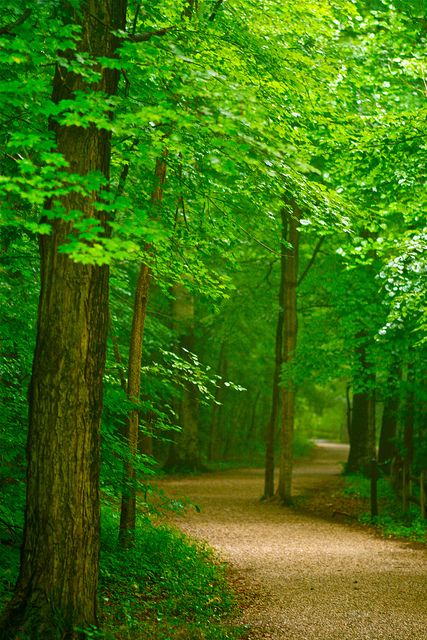 Futuro Forestal