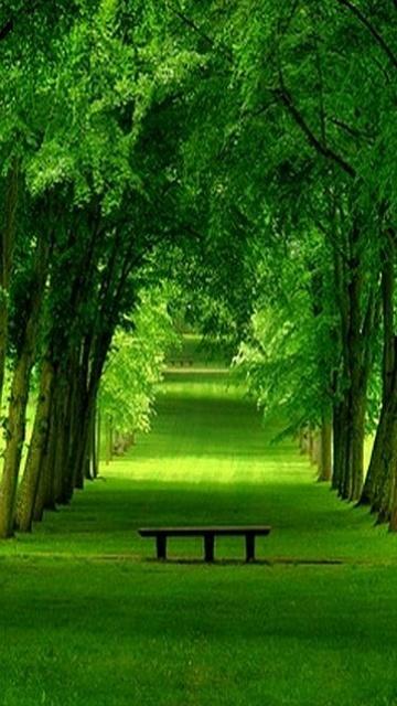 Futuro Forestal