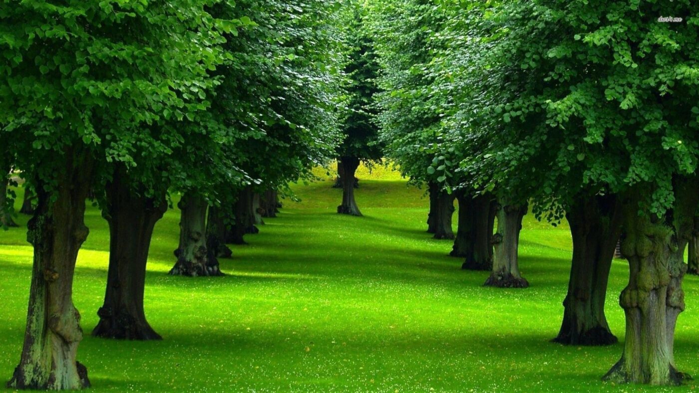 Futuro Forestal