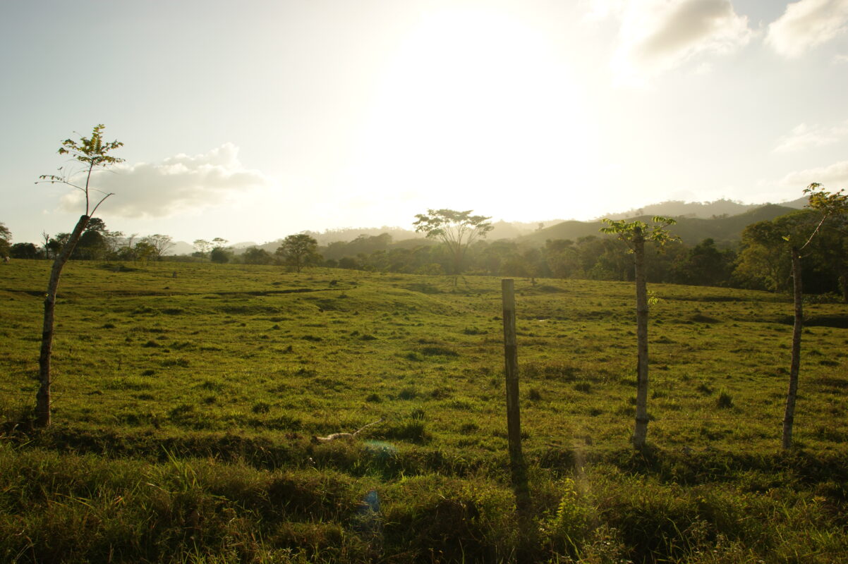 Futuro Forestal