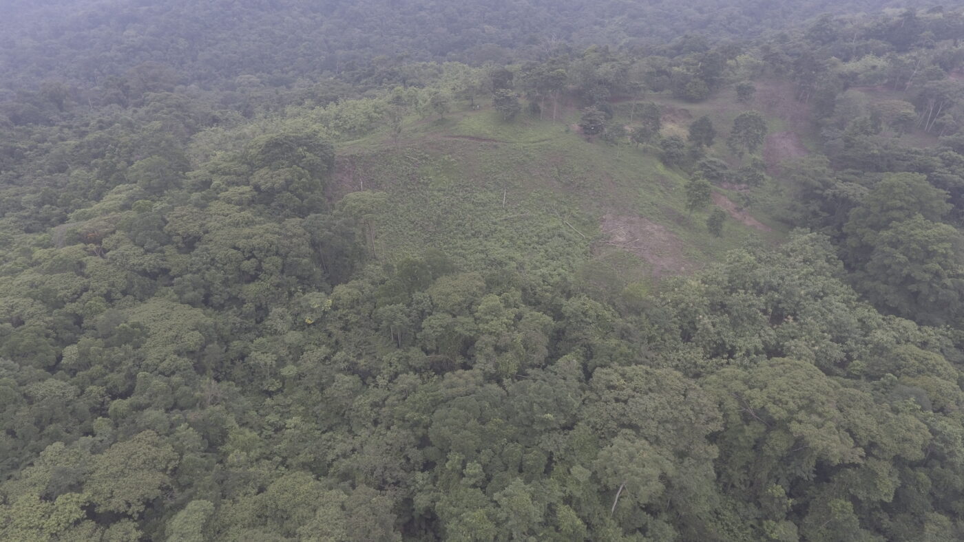Futuro Forestal
