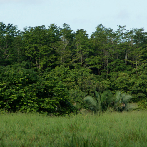 Futuro Forestal