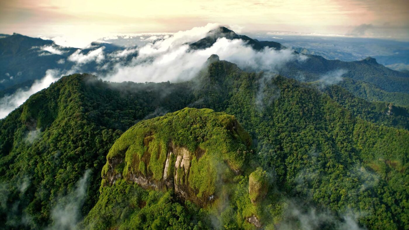 Futuro Forestal