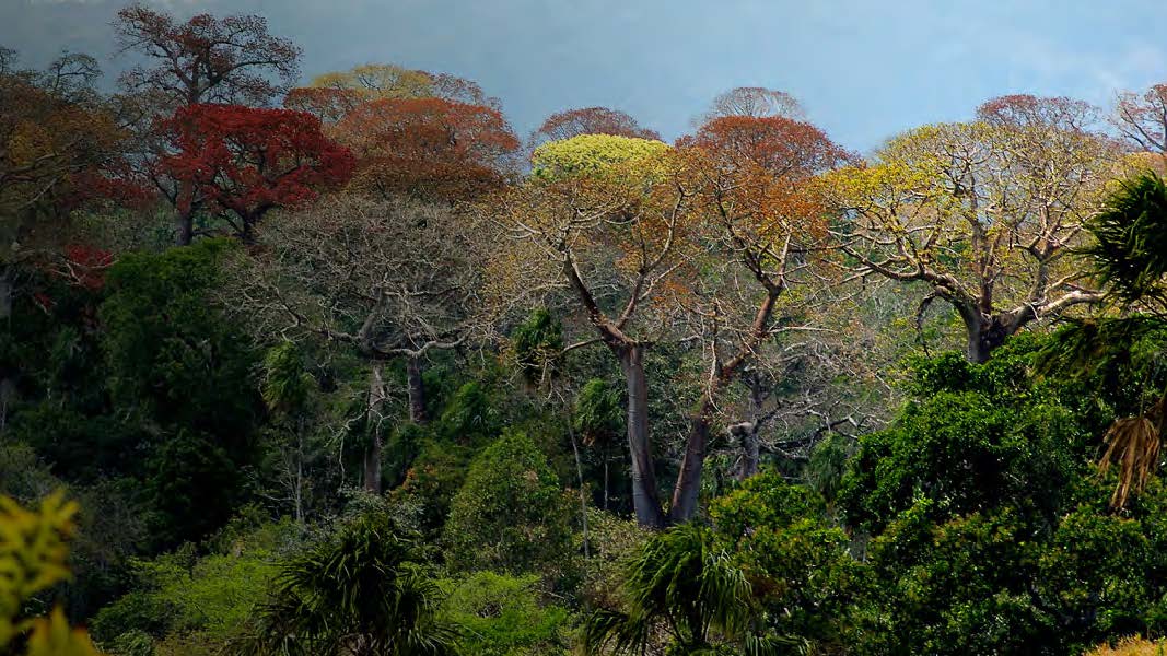 Futuro Forestal